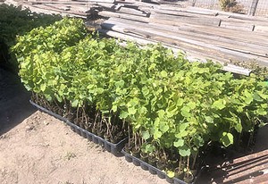 Baby malbec vines