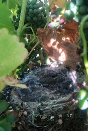 Bird nest in vineyard