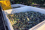 Sauvignon blanc harvest 2022