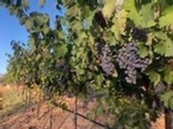 Zinfandel veraison