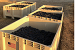 ZINFANDEL harvest